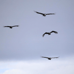 imagen-de-condores-volando-en-la-patagonia