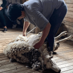 persona-quitando-pelaje-a-oveja