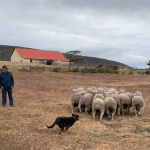 imagen-de-perro-arriando-ovejas