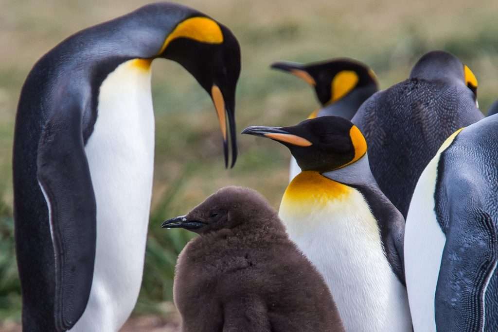 Familia-de-Pinguinos-Patagonia