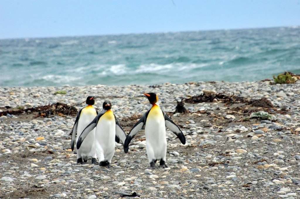 Pinguinos-en-patagonia-Chilena