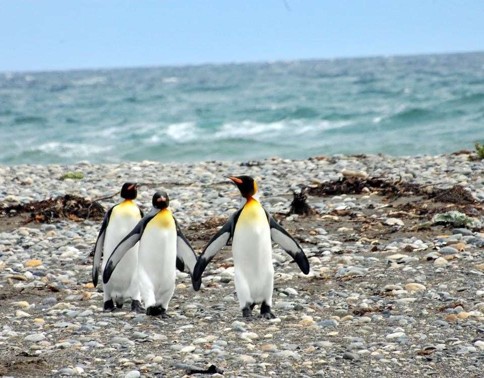 Pinguinos-en-patagonia-Chilena