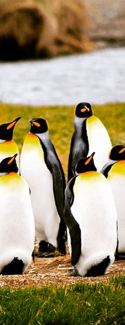 Pinguino Rey Punta arenas